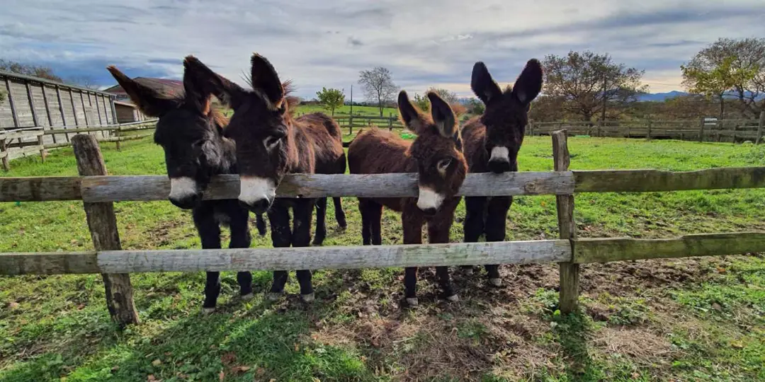 Anons de la ferme de Pierretoun Les ânes de Pierretoun